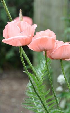 zalmrose papavers