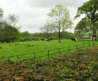 Zichtopdeweidenvanafdenorthwalk