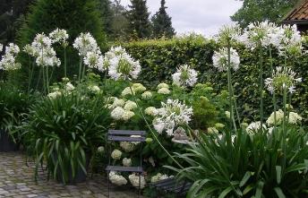 Detuynkamerwitteagapanthus