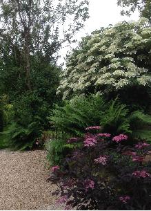 Hydrangeaasperamacrophylla