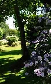 Hydrangea macrophylla 'Cassiopée' - syn. Tambour Major - Corine Mallet 1993.jpg