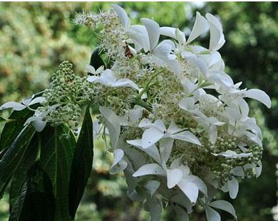 HydrangeapaniculataGreatStarsynLeVasterival