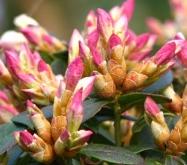 RhododendronGinnyGeeNotoarestoen