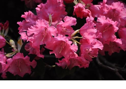 RhododendronKarinvn