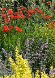 Tuinbeukenhofbordercrocosmiahelenium