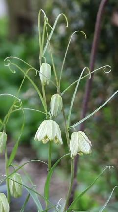 Tuinfleurvoorjaarfritillaria